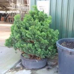 Dwergcypres (Chamaecyparis Obtusa 'Nana Gracilis')