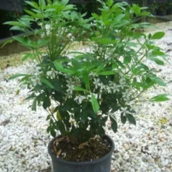 Choisya (Choisya Ternata) -Exporteren Tuin Zorgzaam Winkel 20101213090655 6