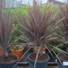 Cordyline (Cordyline Australis 'Atropurpurea') -Exporteren Tuin Zorgzaam Winkel 20101213093508 8