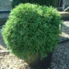 Sikkelden (Cryptomeria Japonica 'Globosa Nana') -Exporteren Tuin Zorgzaam Winkel 20101213102113 8