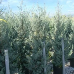 Cipres (Cupressus Arizonica 'Glauca') -Exporteren Tuin Zorgzaam Winkel 20101213122927 13