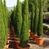 Italiaanse Cipres (Cupressus Sempervirens 'Green Pillar') -Exporteren Tuin Zorgzaam Winkel 20101213132559 1