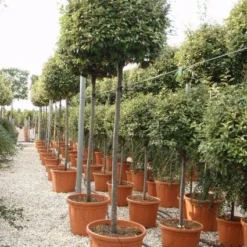 Olijfwilg Als Boom (Elaeagnus Ebbingei) -Exporteren Tuin Zorgzaam Winkel 20101213140459 8