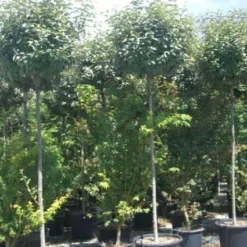 Olijfwilg Als Boom (Elaeagnus Pungens 'Maculata') -Exporteren Tuin Zorgzaam Winkel 20101213140523 8