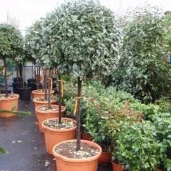 Olijfwilg Op Stam (Elaeagnus Ebbingei) -Exporteren Tuin Zorgzaam Winkel 20101213141424 3