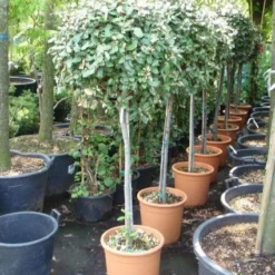 Olijfwilg Op Stam (Elaeagnus Ebbingei) -Exporteren Tuin Zorgzaam Winkel 20101213141440 3