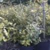 Olijfwilg (Elaeagnus Ebbingei 'Elaeador') -Exporteren Tuin Zorgzaam Winkel 20101213144550 4