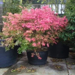 Kardinaalshoed (Euonymus Alatus) -Exporteren Tuin Zorgzaam Winkel 20101213160900 55 11