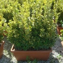 Kardinaalshoed Als Meeneemhaag (Euonymus Japonicus 'Aureus) -Exporteren Tuin Zorgzaam Winkel 20101213162151 2