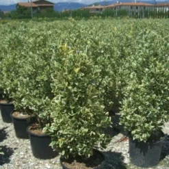 Kardinaalshoed (Euonymus Japonicus 'Bravo')