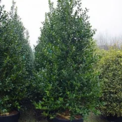 Gewone Hulst (Ilex Aquifolium) -Exporteren Tuin Zorgzaam Winkel 20101215152933 12