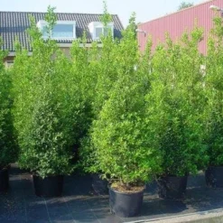 Hulst (Ilex Aquifolium 'Silver Queen') -Exporteren Tuin Zorgzaam Winkel 20101215153306 11