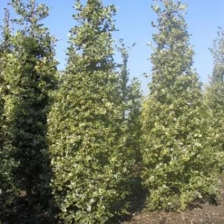 Hulst (Ilex Aquifolium 'Argentea Marginata') -Exporteren Tuin Zorgzaam Winkel 20101215153638 9