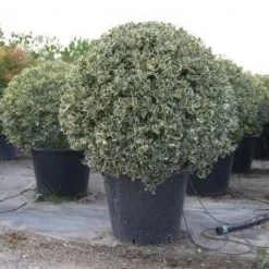 Bonte Hulst In Bolvorm (Ilex Aquifolium 'Argentea Marginata') -Exporteren Tuin Zorgzaam Winkel 20101215154613 5