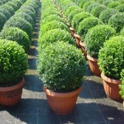 Japanse Hulst In Bolvorm (Ilex Crenata 'Convexa') 9 Japanse Hulst In Bolvorm (Ilex Crenata 'Convexa') -Exporteren Tuin Zorgzaam Winkel 20101215155829 3 2