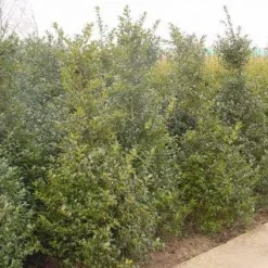 Blauwe Hulst (Ilex Meserveae 'Blue Prince') -Exporteren Tuin Zorgzaam Winkel 20101215164749 10 1