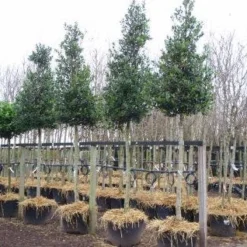 Hulst Als Boom (Ilex 'Nellie R. Stevens') -Exporteren Tuin Zorgzaam Winkel 20101215170614 8