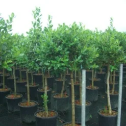 Hulst Op Stam (Ilex 'Nellie R Stevens') -Exporteren Tuin Zorgzaam Winkel 20101215170902 1