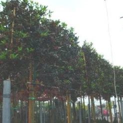 Amerikaanse Hulst Als Leiboom (Ilex 'Nellie R. Stevens')