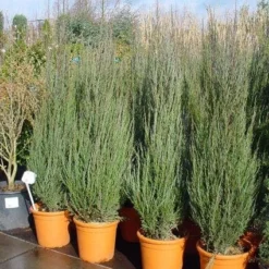 Jeneverbes (Juniperus Scopulorum 'Skyrocket') -Exporteren Tuin Zorgzaam Winkel 20101216132205 6 1