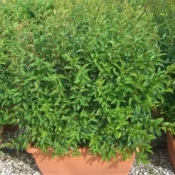 Liguster Als Meeneemhaag (Ligustrum Japonicum)