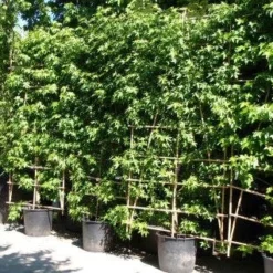 Amberboom Als Leivorm (Liquidambar Styraciflua 'Worplesdon') -Exporteren Tuin Zorgzaam Winkel 20101217130845 2