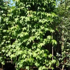 Amberboom Als Leivorm (Liquidambar Styraciflua) -Exporteren Tuin Zorgzaam Winkel 20101217133819 3