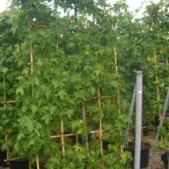 Amberboom Als Leivorm (Liquidambar Styraciflua) -Exporteren Tuin Zorgzaam Winkel 20101217133829 3