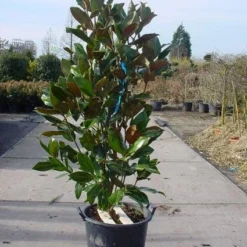 Nieuwe uitgaven -Exporteren Tuin Zorgzaam Winkel 20101217145947 85 17