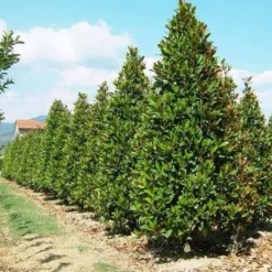 Magnolia (Magnolia Grandiflora 'Gallissoniere') -Exporteren Tuin Zorgzaam Winkel 20101217150008 85 17