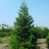 Mammoetboom (Sequoiadendron Giganteum) -Exporteren Tuin Zorgzaam Winkel 20101217160943 8