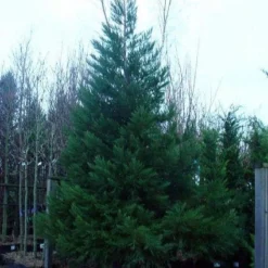 Mammoetboom (Sequoiadendron Giganteum) -Exporteren Tuin Zorgzaam Winkel 20101217160956 8
