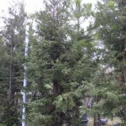 Kustmammoetboom (Sequoia Sempervirens) -Exporteren Tuin Zorgzaam Winkel 20101217161907 8