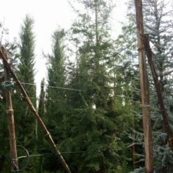 Kustmammoetboom (Sequoia Sempervirens) -Exporteren Tuin Zorgzaam Winkel 20101217161916 8