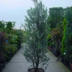 Olijf Als Struik (Olea Europaea) -Exporteren Tuin Zorgzaam Winkel 20101220120639 9