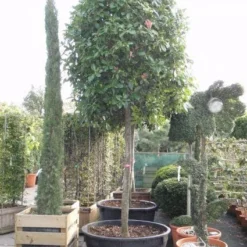 Glansmispel Als Boom (Photinia Fraseri 'Red Robin') -Exporteren Tuin Zorgzaam Winkel 20101220152227 9