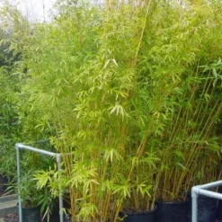 Bamboe (Phyllostachys Aureosulcata 'Spectabilis') -Exporteren Tuin Zorgzaam Winkel 20101220163030 7