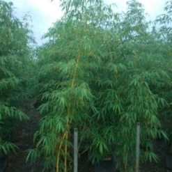 Bamboe (Phyllostachys Vivax 'Aureocaulis') -Exporteren Tuin Zorgzaam Winkel 20101220170619 7