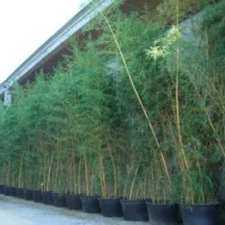 Bamboe (Phyllostachys Vivax 'Aureocaulis') -Exporteren Tuin Zorgzaam Winkel 20101220170631 7