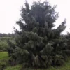 Spar (Picea Breweriana) -Exporteren Tuin Zorgzaam Winkel 20101220171250 4