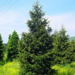 Kaukasische Spar (Picea Orientalis 'Aureospicata') -Exporteren Tuin Zorgzaam Winkel 20101220171431 9