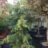 Kaukasische Spar (Picea Orientalis 'Aureospicata') -Exporteren Tuin Zorgzaam Winkel 20101220171450 9 1
