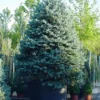 Spar (Picea Pungens 'Hoopsii') -Exporteren Tuin Zorgzaam Winkel 20101220172833 13