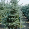 Zilverden (Picea Pungens 'Koster') -Exporteren Tuin Zorgzaam Winkel 20101220173527 9