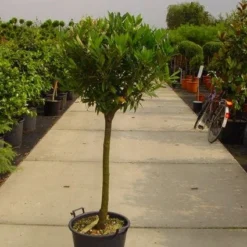 Laurierkers Op Stam (Prunus Laurocerasus 'Otto Luyken') -Exporteren Tuin Zorgzaam Winkel 20101221104726 2