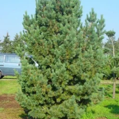 Alpenden (Pinus Cembra) 7 Alpenden (Pinus Cembra) -Exporteren Tuin Zorgzaam Winkel 20101221111011 10 1