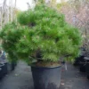 Bolvormige Den (Pinus Nigra 'Brepo') -Exporteren Tuin Zorgzaam Winkel 20101221121038 4