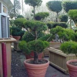 Grove Den Als Bonsai (Pinus Sylvestris) -Exporteren Tuin Zorgzaam Winkel 20101221133922 2