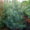 Treurden (Pinus Wallichiana) -Exporteren Tuin Zorgzaam Winkel 20101221134516 14