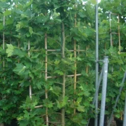 Plataan Als Leivorm (Platanus Hispanica) -Exporteren Tuin Zorgzaam Winkel 20101221145030 2
